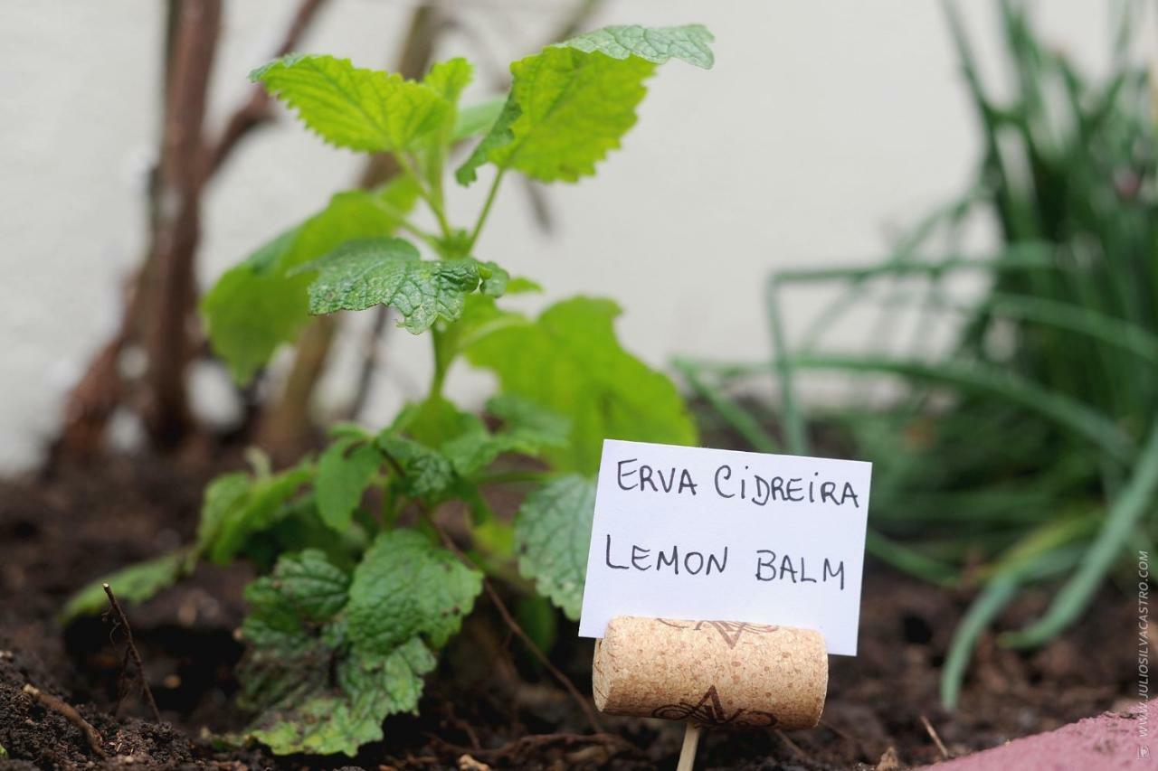 Apartamento Quinta Do Faial Funchal  Eksteriør billede